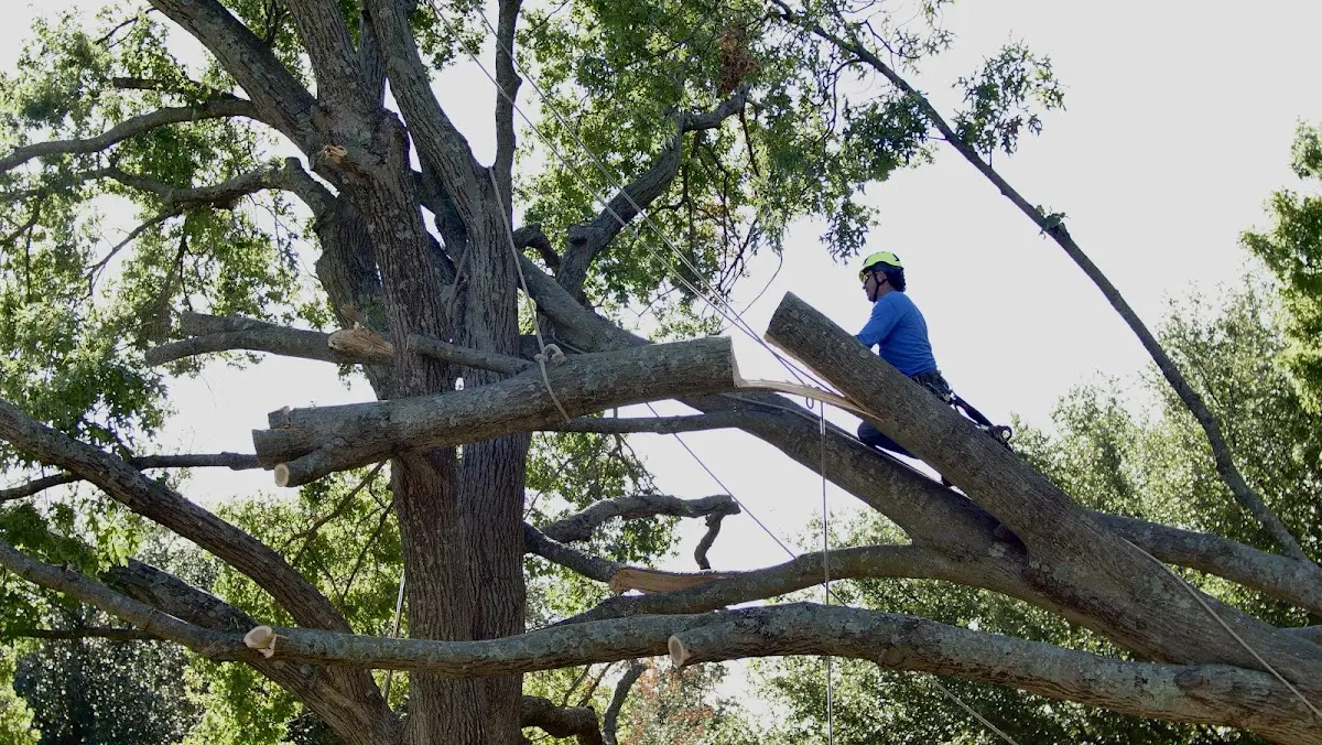 Professional Crown Thinning performed by certified arborists in Carmel