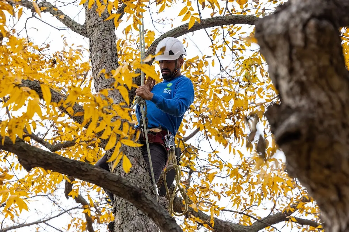 Skilled Storm Damage Cleanup crew working in Carmel